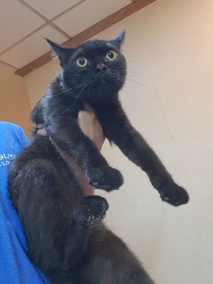 สก็อตติช ชาย แบ่งเลี้ยง