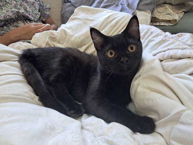 สก็อตติช ชาย แบ่งเลี้ยง รูปที่ 2