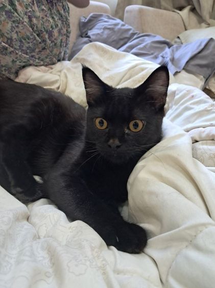 สก็อตติช ชาย แบ่งเลี้ยง รูปที่ 3