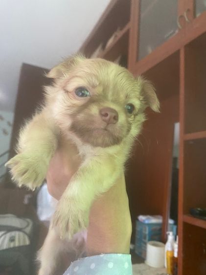 ชิวาว่าน้อย รูปที่ 5