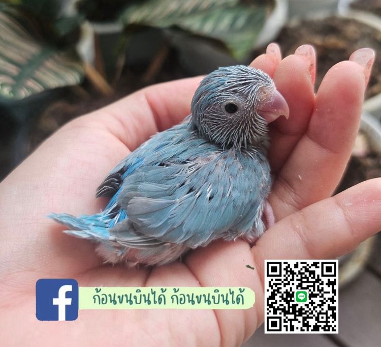 ฟอพัสโคบอลต์เทอควอย รูปที่ 5