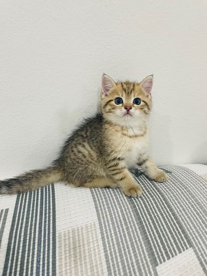 บริติชช็อทแฮร์ รูปที่ 3