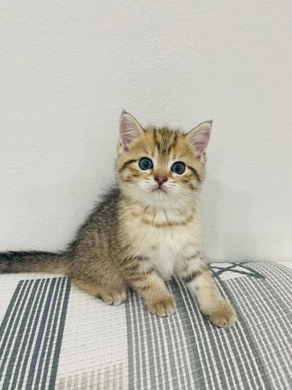 บริติชช็อทแฮร์