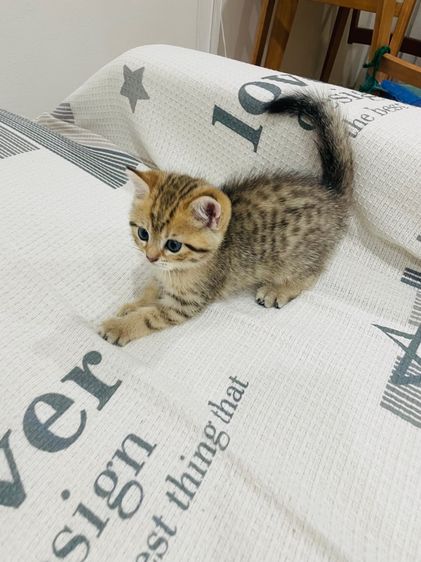 บริติชช็อทแฮร์ รูปที่ 4