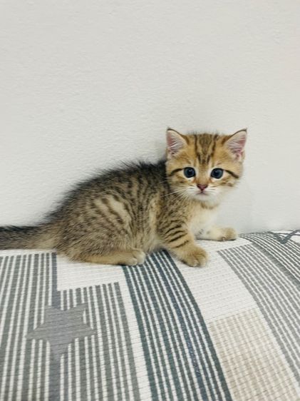 บริติชช็อทแฮร์ รูปที่ 5