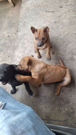 ลูกสุนัขไทยหลังอาน รูปที่ 2
