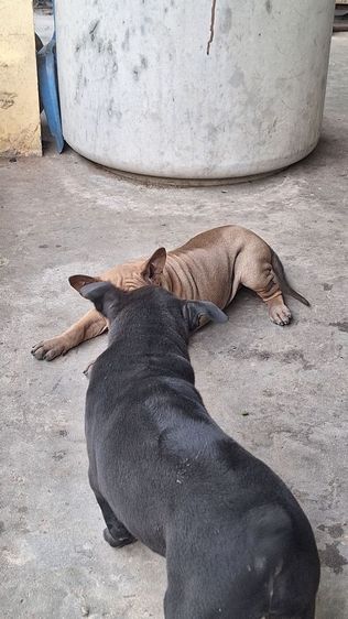 ลูกสุนัขไทยหลังอาน รูปที่ 16