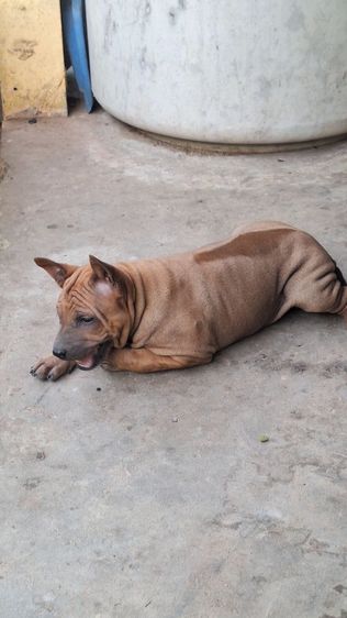 ลูกสุนัขไทยหลังอาน รูปที่ 5