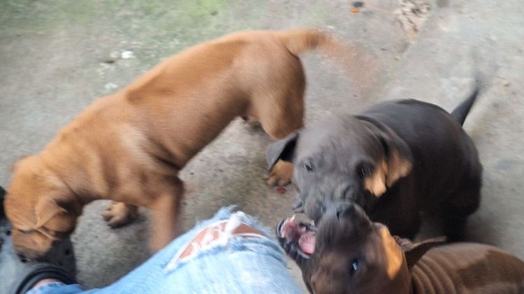 ลูกสุนัขไทยหลังอาน รูปที่ 18