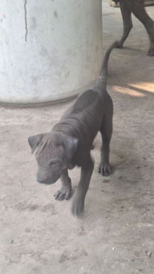 ลูกสุนัขไทยหลังอาน รูปที่ 8