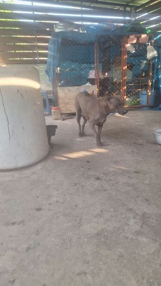 ลูกสุนัขไทยหลังอาน รูปที่ 9