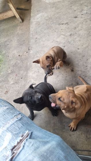 ลูกสุนัขไทยหลังอาน รูปที่ 3