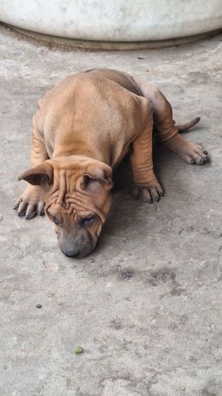 ลูกสุนัขไทยหลังอาน