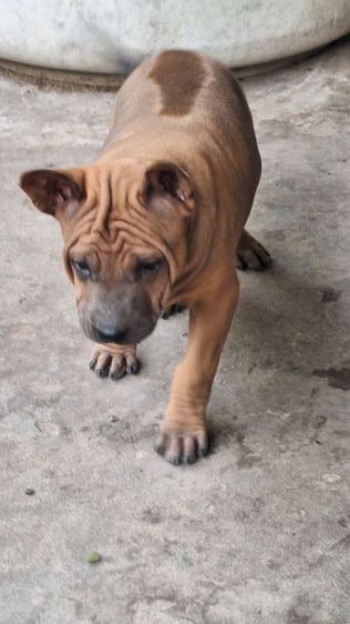 ลูกสุนัขไทยหลังอาน รูปที่ 11