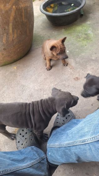 ลูกสุนัขไทยหลังอาน รูปที่ 10