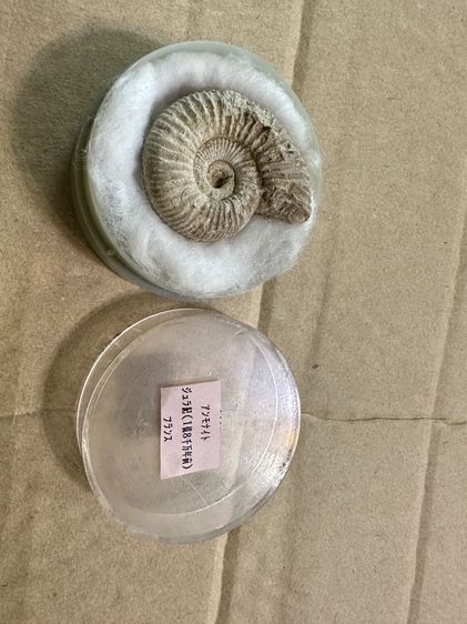 Ammonoids Fossil (ฟอสซิล) รูปที่ 2