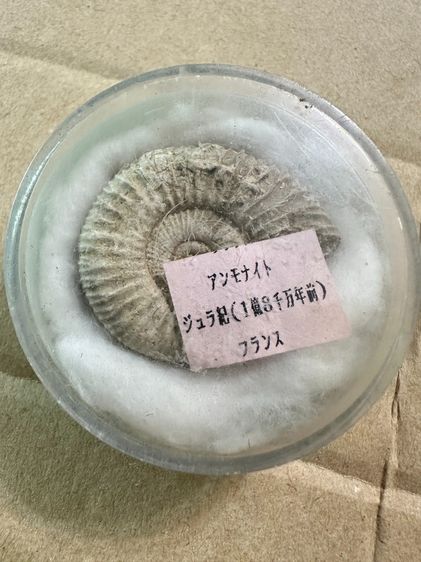 อื่นๆ Ammonoids Fossil (ฟอสซิล)