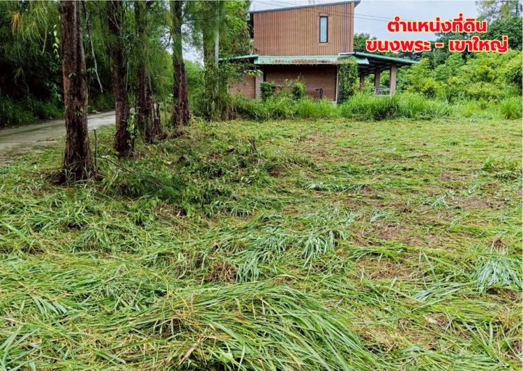 ขายที่ดินแปลงสวย 2 แปลง เริ่มต้น 300 ตร.ว. พร้อมโฉนด นส.4 โซนขนงพระ - ปากช่อง เขาใหญ่ ใกล้มอเตอร์เวย์ M6 รูปที่ 2
