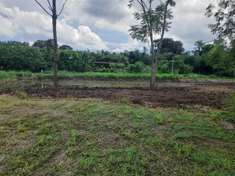 ขายที่ดินแปลงสวย 2 แปลง เริ่มต้น 300 ตร.ว. พร้อมโฉนด นส.4 โซนขนงพระ - ปากช่อง เขาใหญ่ ใกล้มอเตอร์เวย์ M6 รูปที่ 3