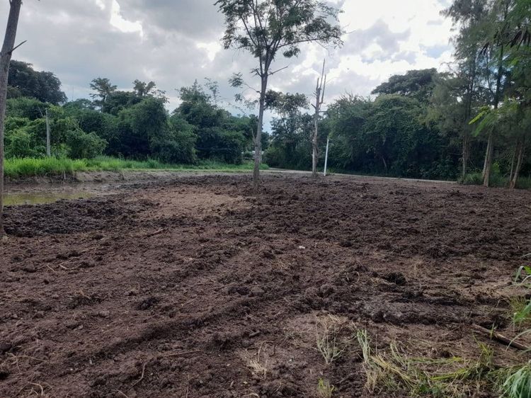 ขายที่ดินแปลงสวย 2 แปลง เริ่มต้น 300 ตร.ว. พร้อมโฉนด นส.4 โซนขนงพระ -​ ปากช่อง เขาใหญ่ ใกล้มอเตอร์เวย์ M6 รูปที่ 4