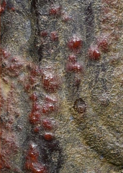 พระร่วงหลังรางปืน กรุวัดพระศรีรัตนมหาธาตุ ลพบุรี เนื้อสนิมแดงลูกหว้า เก่า รูปที่ 2