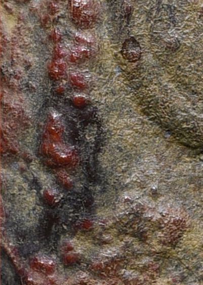 พระร่วงหลังรางปืน กรุวัดพระศรีรัตนมหาธาตุ ลพบุรี เนื้อสนิมแดงลูกหว้า เก่า รูปที่ 3