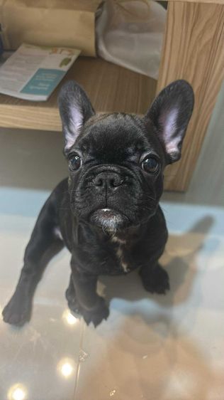 เฟร้นบลูด็อก รูปที่ 5