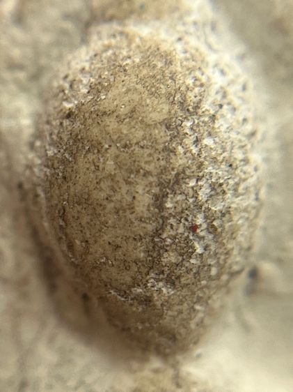 พระสมเด็จพิมพ์ตุ๊กตาวัดพลับ หลัง ครุฑ ประดับพลอย(102) รูปที่ 9