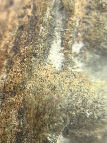 พระนางพญาต้าโตพญาสองหน้า กรุนครไทย เนื้อดินเขียว(103) รูปที่ 7