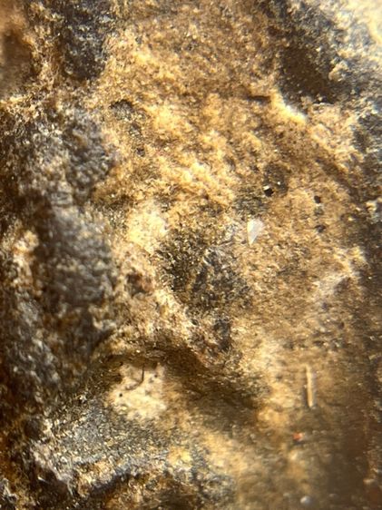 พระหลวงปู่บุญ เนื้อผงยา พิมพ์เล็บมือหูบายศรี(111) รูปที่ 14