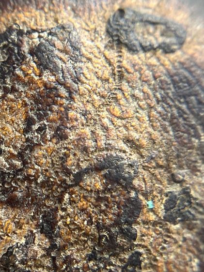 พระบาทสมเด็จ พิมพ์สมาธิในซุ้มเรือนแก้ว ของหลวงปู่บุญ ขันธโชติ วัดกลางบางแก้ว จังหวัดนครปฐม (109) รูปที่ 9