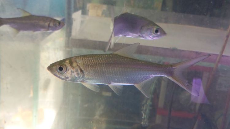 ปลาทาร์ปอน รูปที่ 2