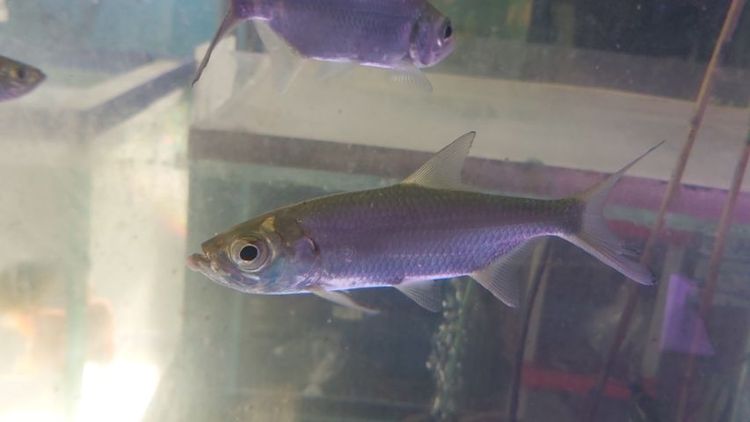 ปลาทาร์ปอน รูปที่ 3