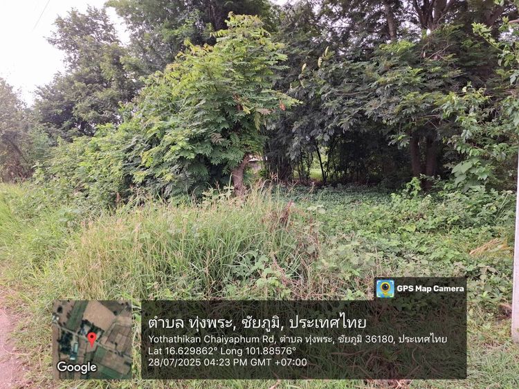 ที่ดินติดถนน 7 ไร่ ต.ทุ่งพระ จ.ชัยภูมิ ไร่อ้อย เจ้าของขายเอง รูปที่ 3
