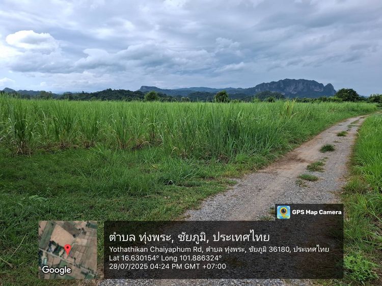 ที่ดินติดถนน 7 ไร่ ต.ทุ่งพระ จ.ชัยภูมิ ไร่อ้อย เจ้าของขายเอง รูปที่ 2