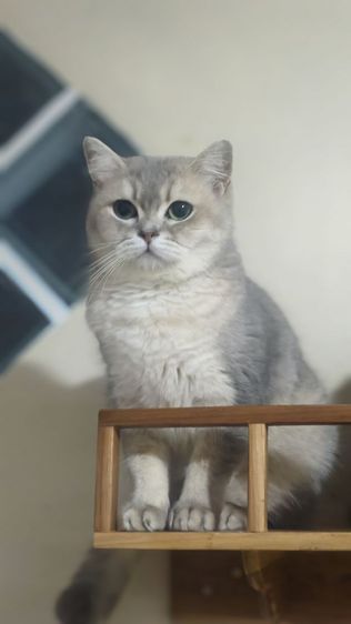 สก็อตติช หญิง