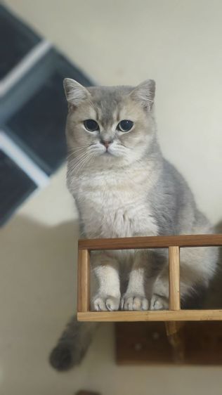 สก็อตติช หญิง รูปที่ 6