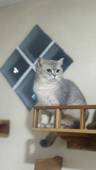 สก็อตติช หญิง รูปที่ 3