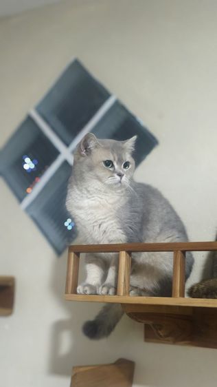 สก็อตติช หญิง รูปที่ 4