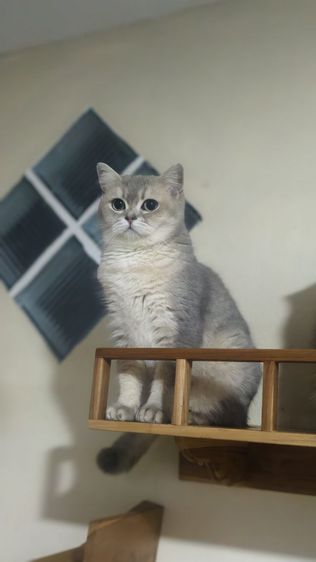 สก็อตติช หญิง รูปที่ 5