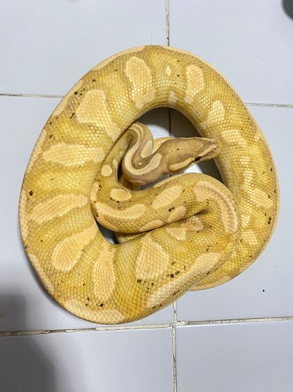 งูบอล งูBALLPYTHON  Cg YB ปี24