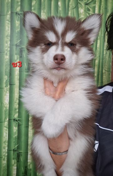 ไซบีเรียน รูปที่ 15