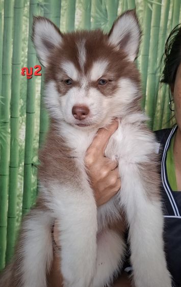 ไซบีเรียน รูปที่ 5