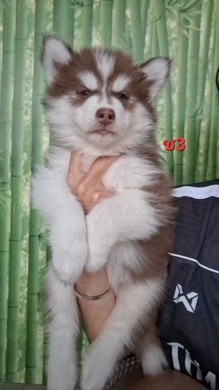 ไซบีเรียน รูปที่ 13