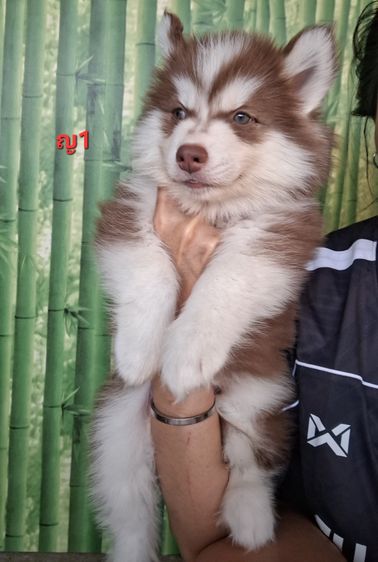 ไซบีเรียน รูปที่ 7