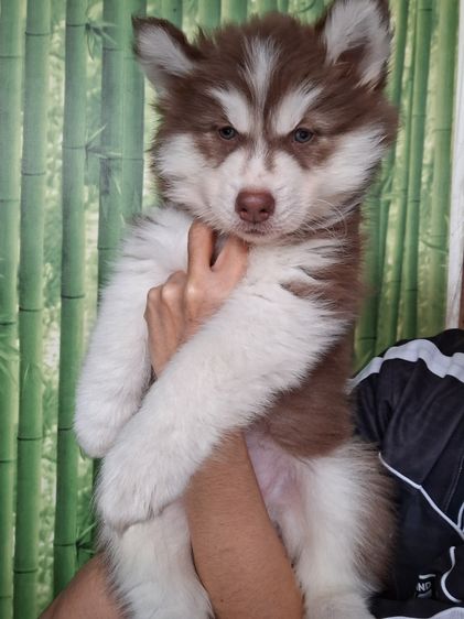 ไซบีเรียน รูปที่ 10