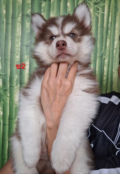 ไซบีเรียน รูปที่ 12