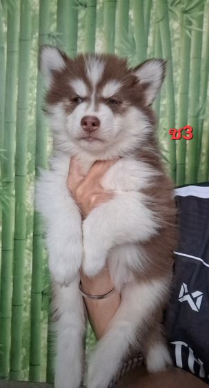 ไซบีเรียน รูปที่ 14