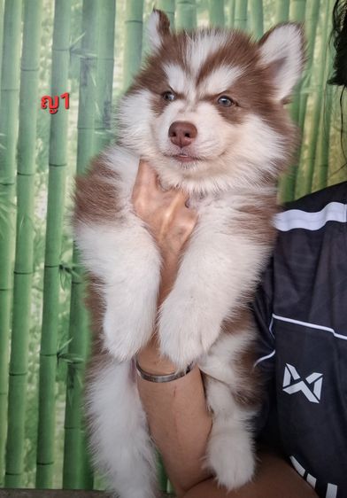 ไซบีเรียน รูปที่ 4