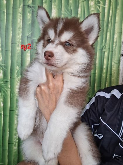 ไซบีเรียน รูปที่ 6